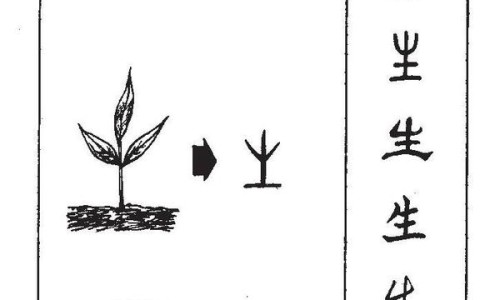 过路黄的用法及用量-过路黄的药用价值网- 过路黄的功效与作用及食用方法知识,分享过路黄的图片及药用价值