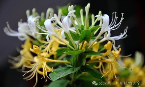 过路黄的用法及用量-过路黄的药用价值网- 过路黄的功效与作用及食用方法知识,分享过路黄的图片及药用价值